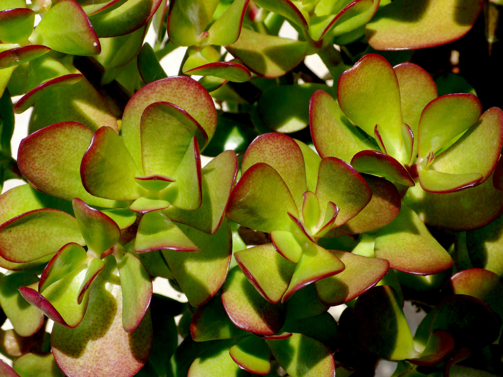 Представитель Семейства Crassulaceae